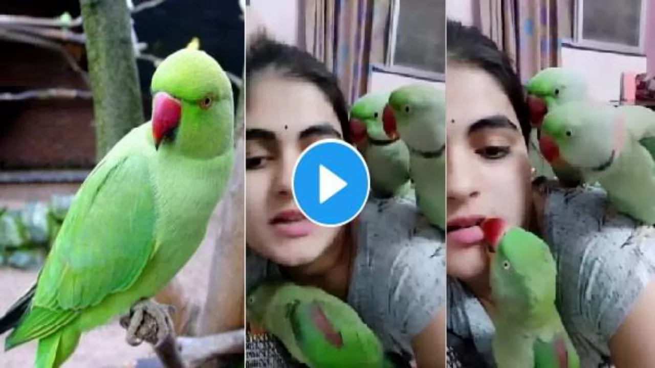 ‘पक्षी भी प्रेम की भाषा समझ जाते ही हैं’, तोते को दुलारती लड़की का ये वीडियो आपने देखा क्या?