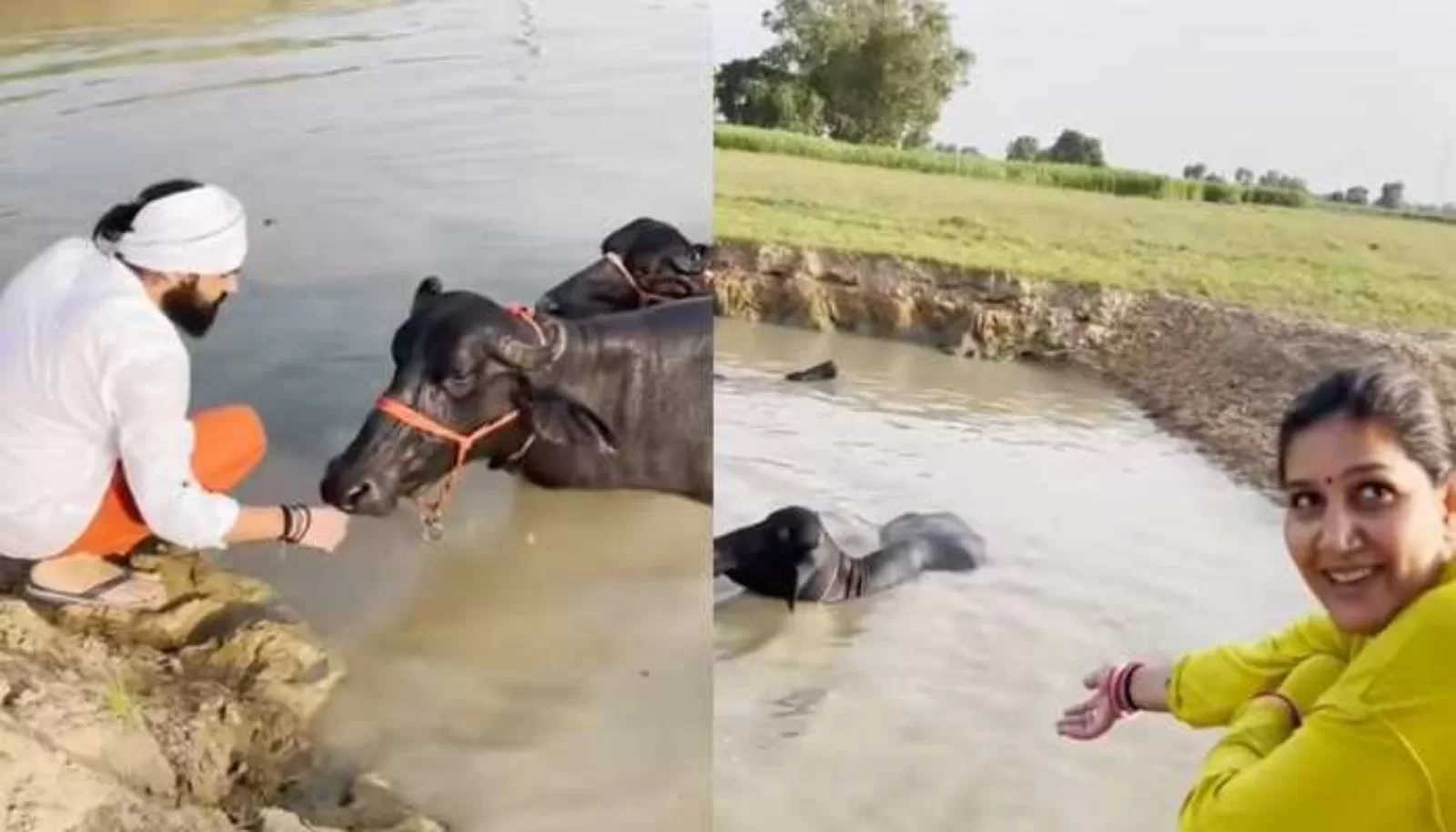 पति वीर संग भैसों को नहलाते हुए सपना चौधरी ने शेयर किया विडियो, कपल के देसी लुक और अंदाज़ पर फ़िदा हुए फैंस